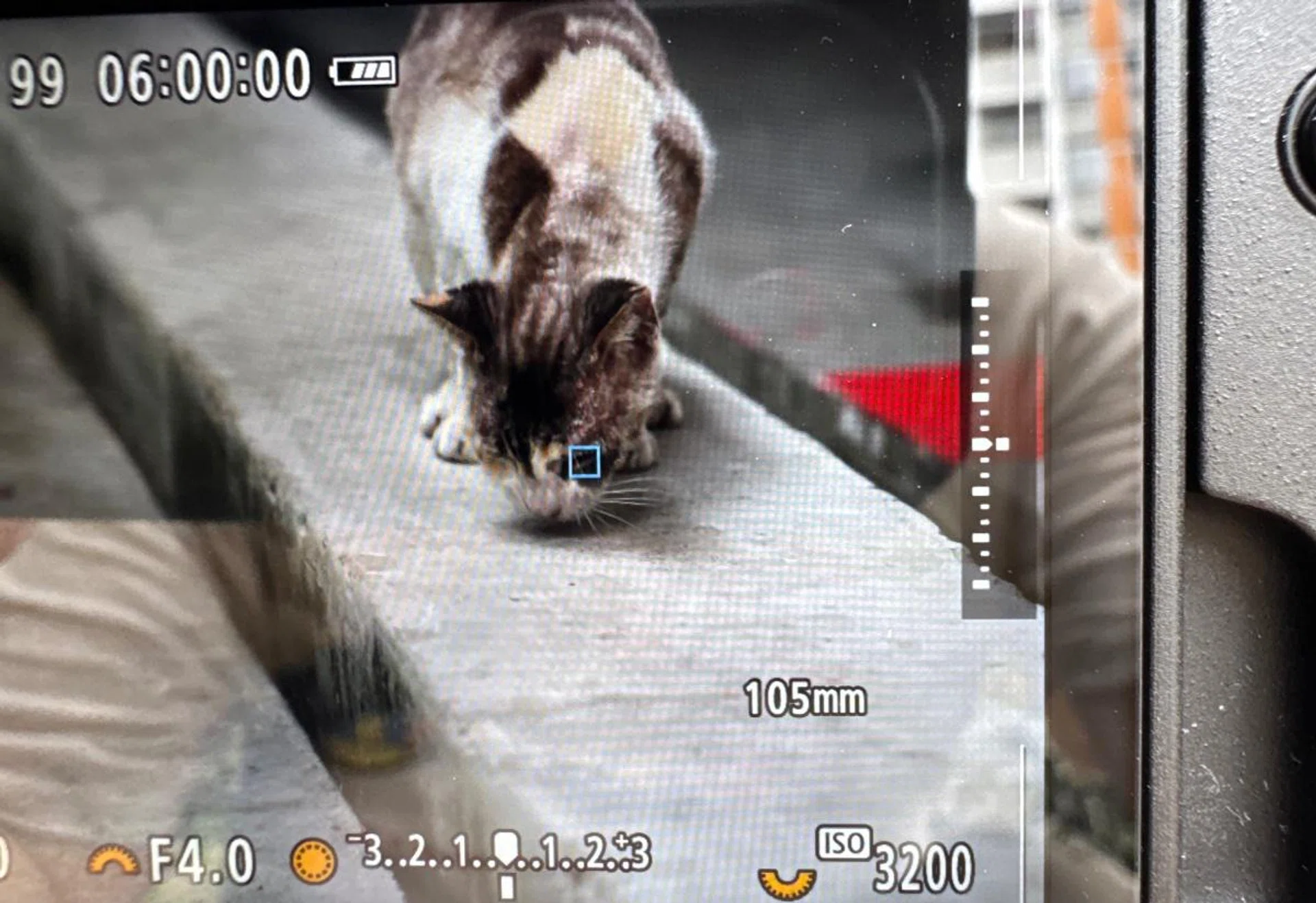 Eye detection works even on a cat's eyes. Photo: HWZ