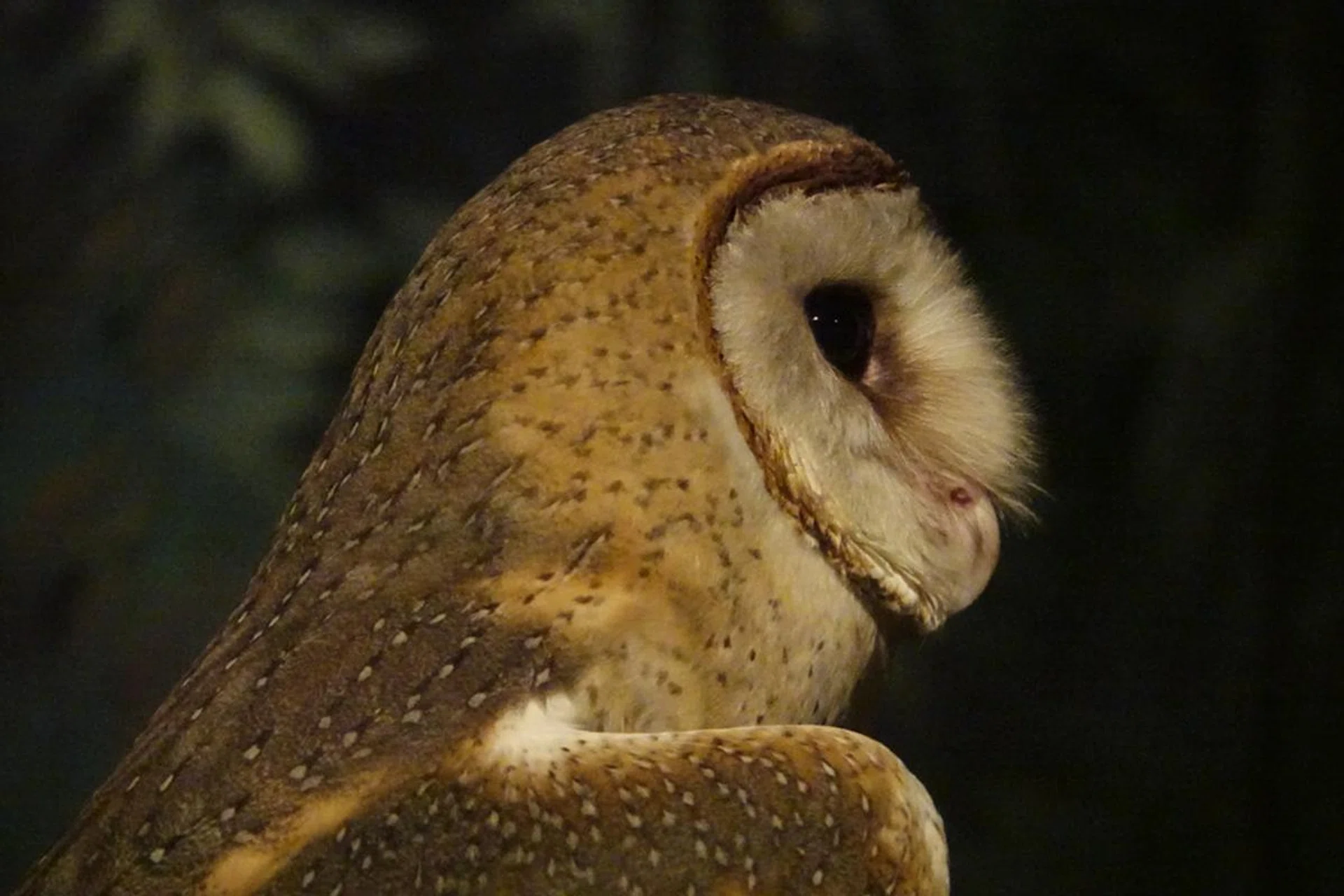 599mm at f/4, 1/15s. ISO 12,800