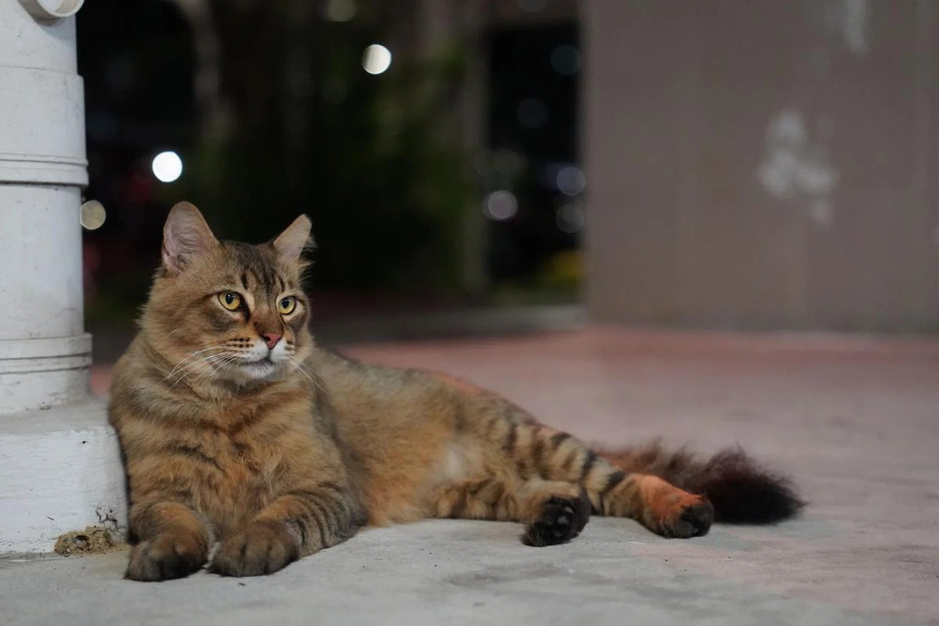 A majestic community cat resting with the amazing round bokeh balls lighting up the background. Shooting info: 70mm at f/2.8, 1/80s, ISO 6400 