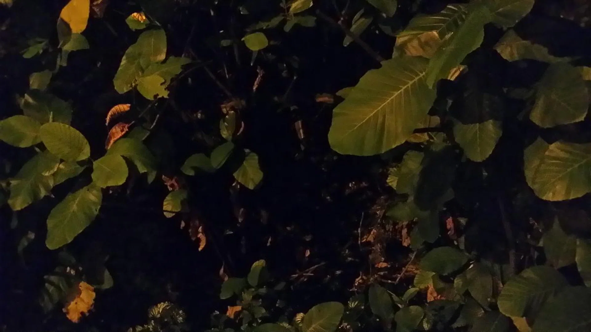 Here's another photo taken under low light conditions.