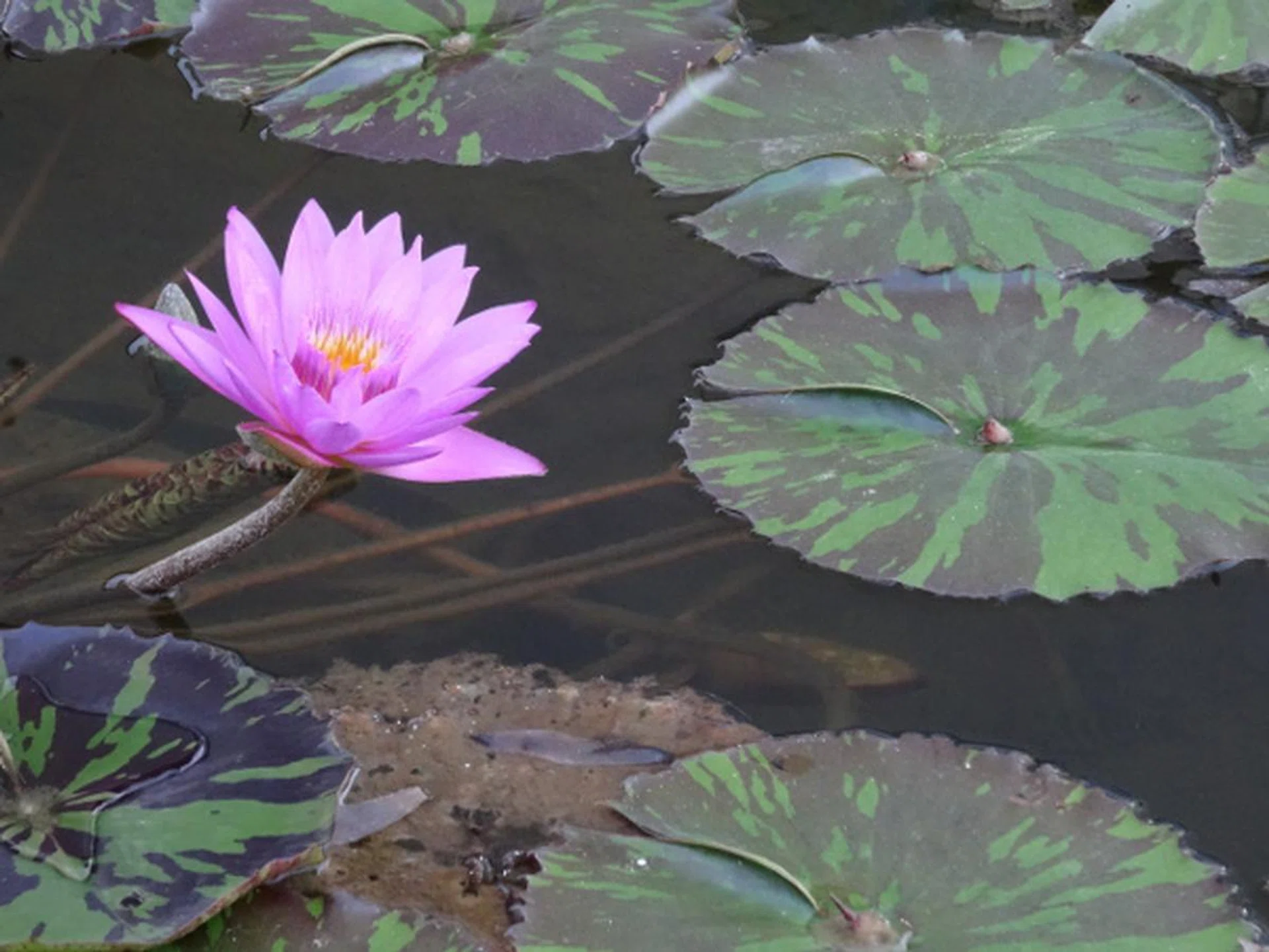 f/6.3 at 668mm, 1/80sec, ISO800