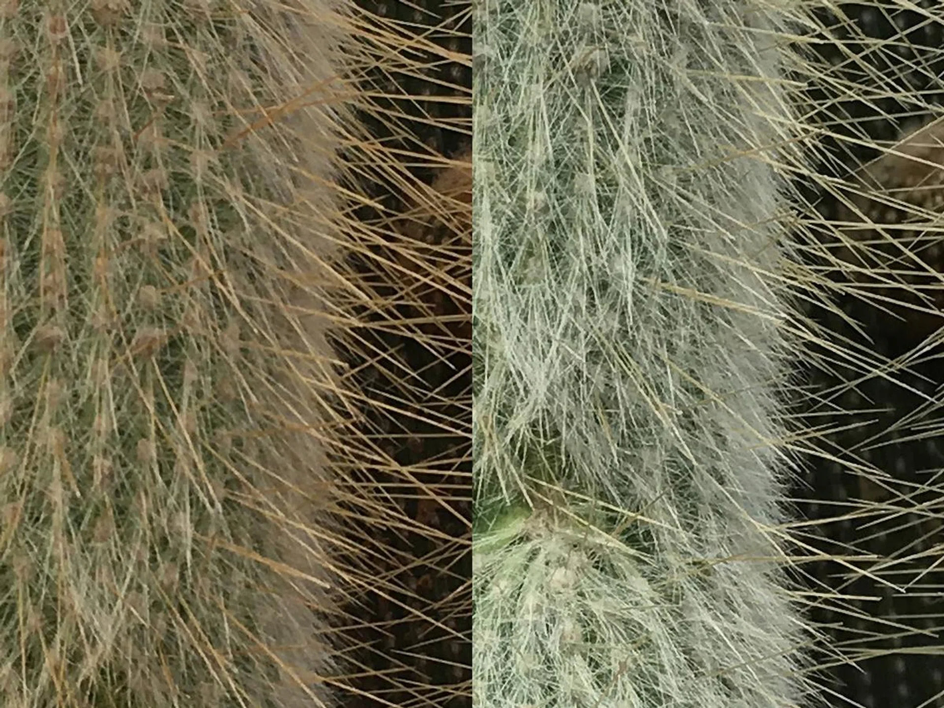iPhone 6s Plus (left), iPhone 7 Plus 28mm (right).