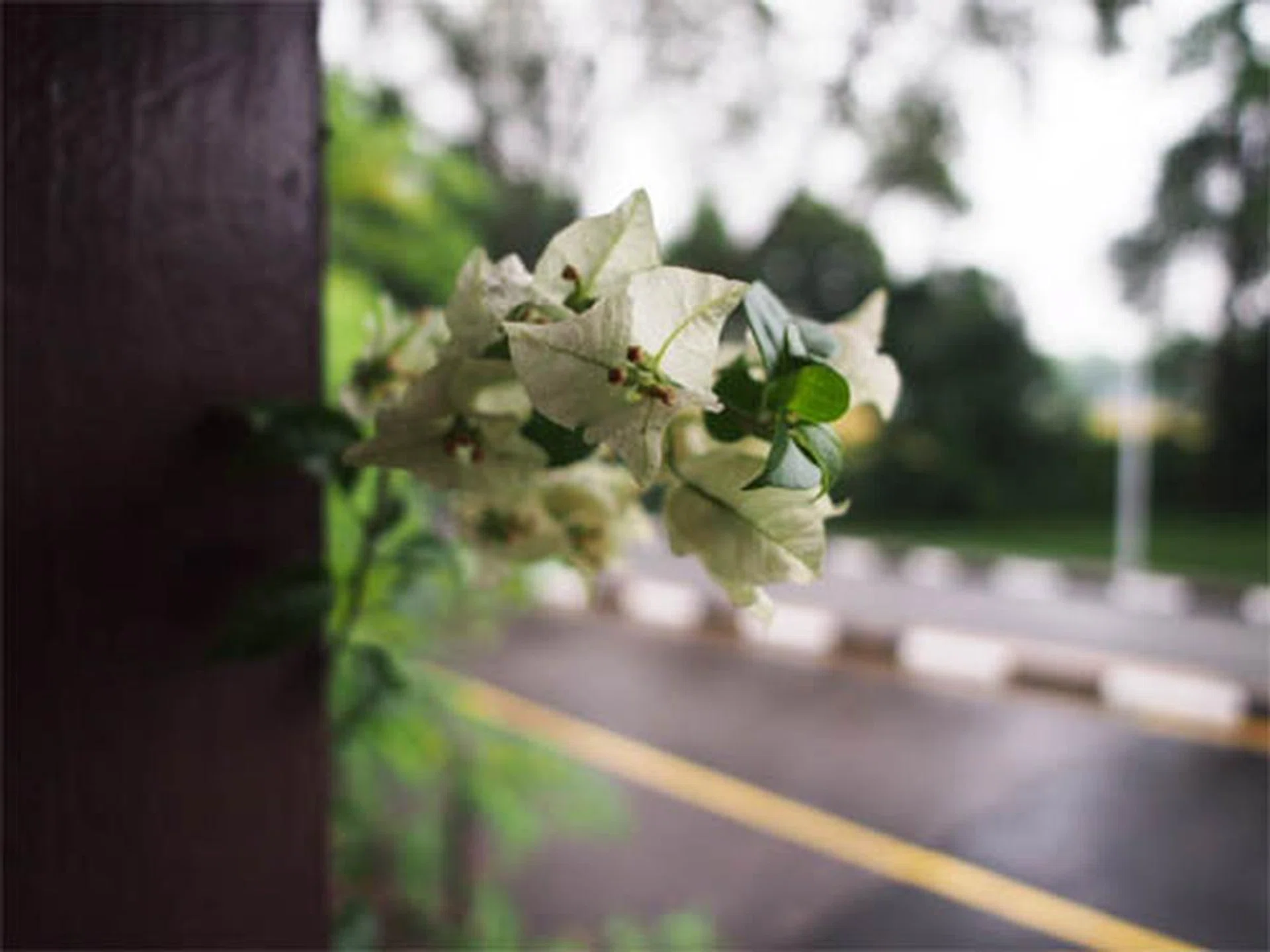 Wide open at f/2, the lens gives you a beautifully blurred background, which helps to isolate and highlight the subject.