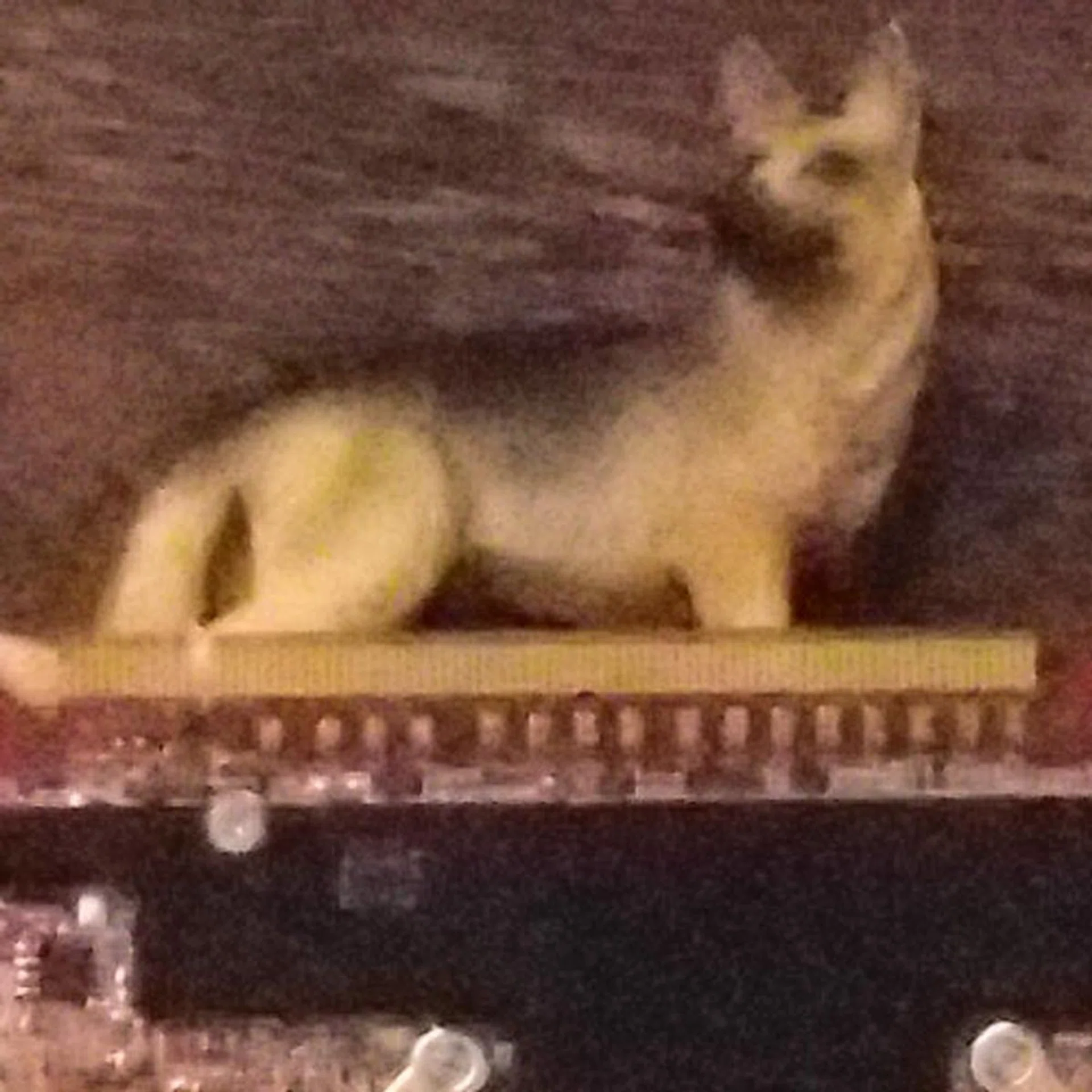 ISO6400, 100% crop. Click for full resolution image.