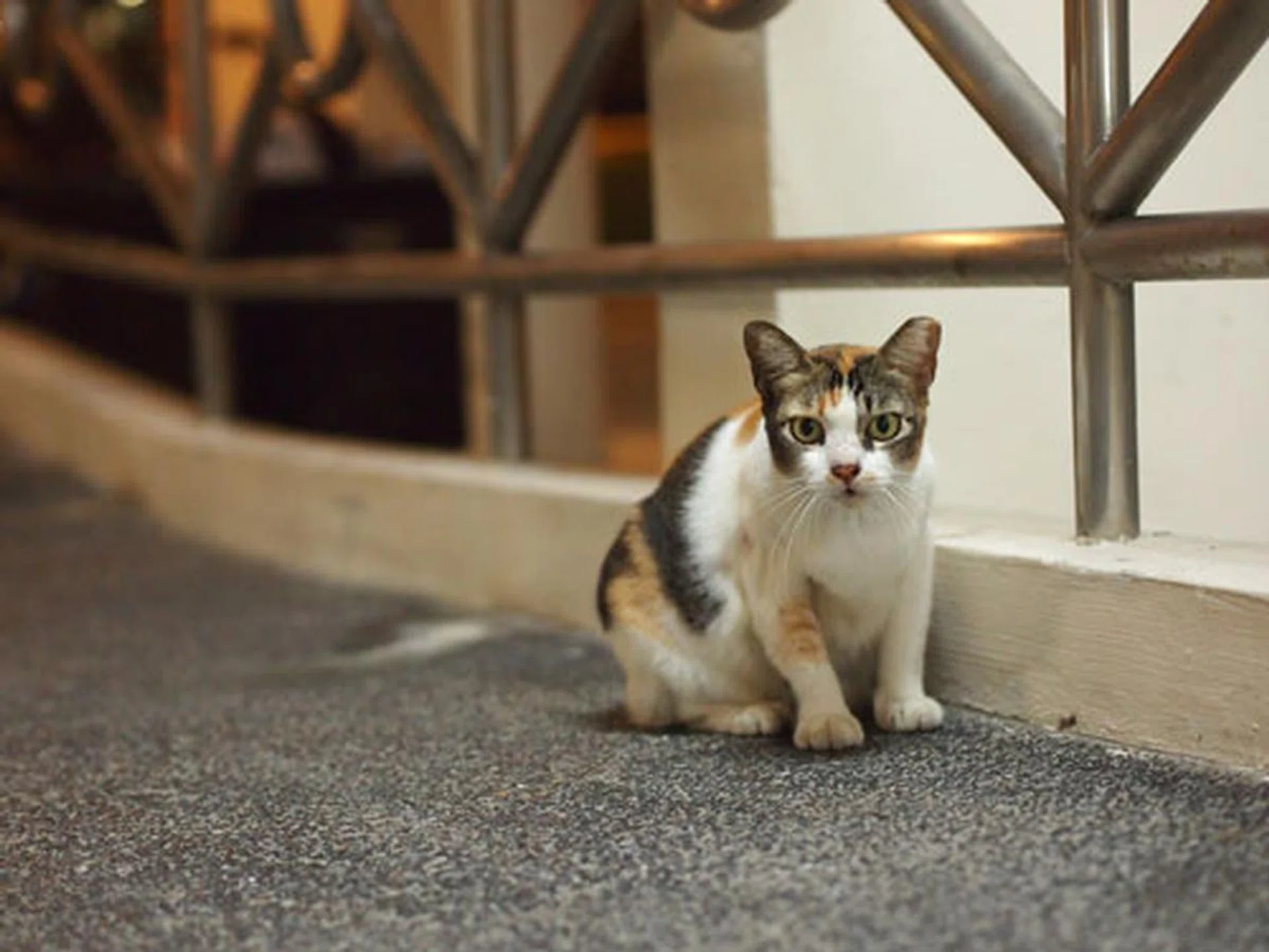 f/1.8 at 90mm (35mm equivalent), 1/100 sec, ISO1600.