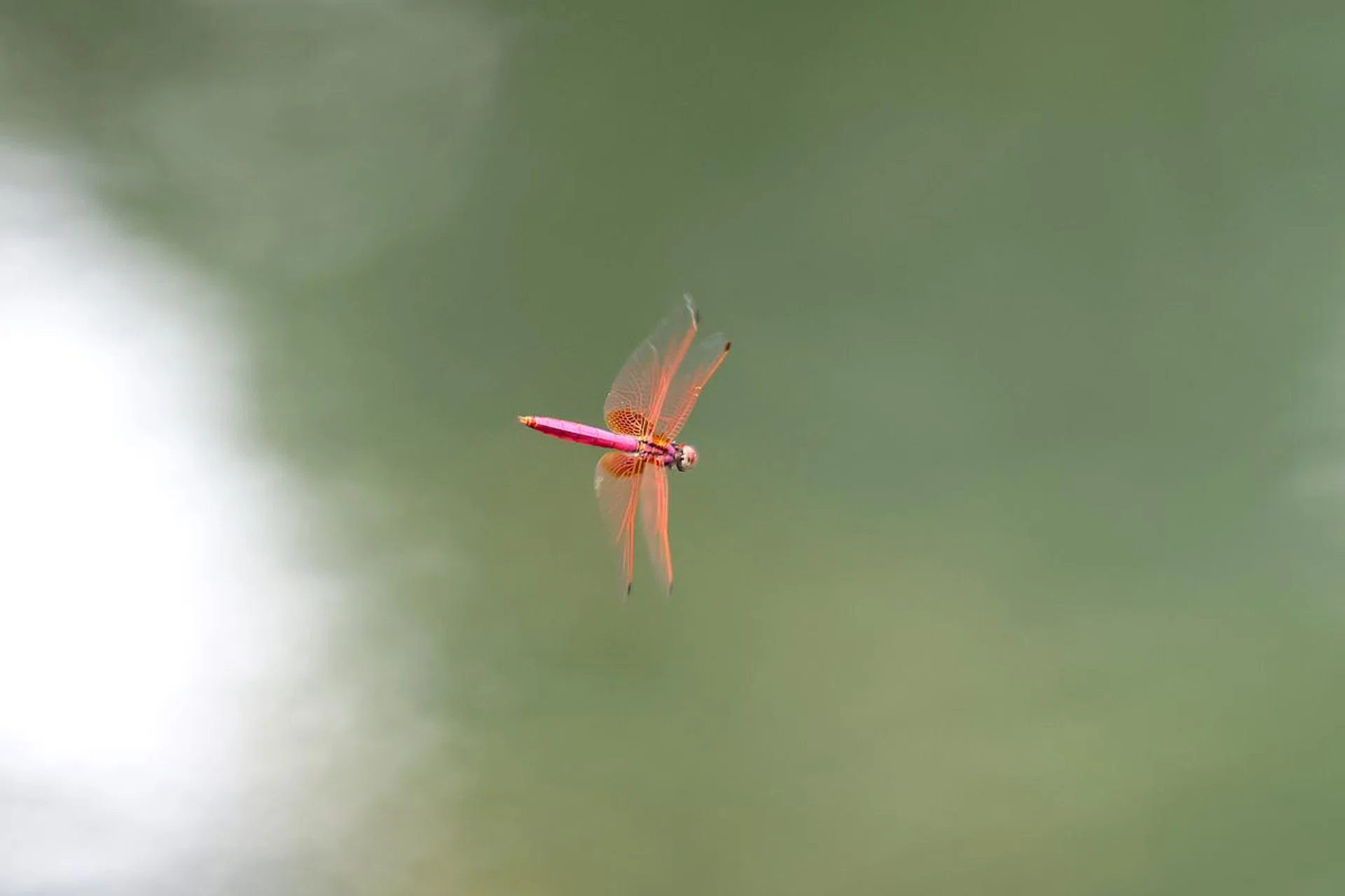 Like butterflies, dragonflies’ flying patterns are unpredictable but the R1 did a good job of managing this shot under downcast conditions. Shooting info: 200mm at f/2.8, 1/1600s, ISO 1600. Photo: HWZ (Click to see image in full resolution)