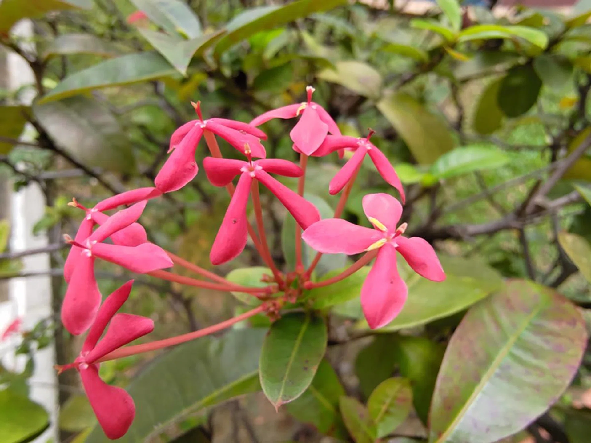 Ultra-wide-angle camera, macro shot.