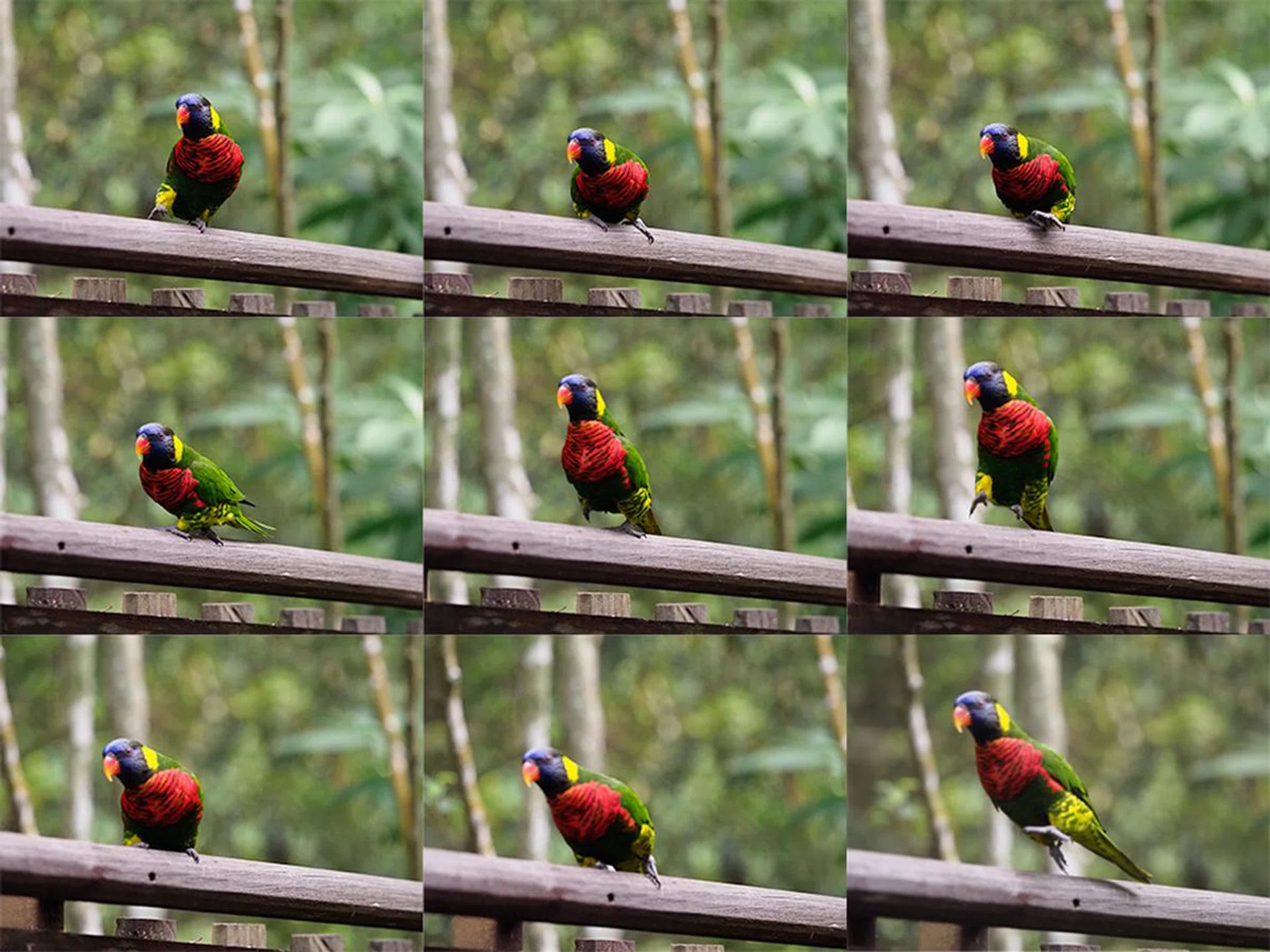 Eight frames later, it begins to lose focus of the eye (the first image in this frame). On the 12th frame, the bird is completely out of focus, and the Mark II keeps hunting for focus. Only on the 34th frame (not shown) does the Mark II manage to focus on the bird again. 