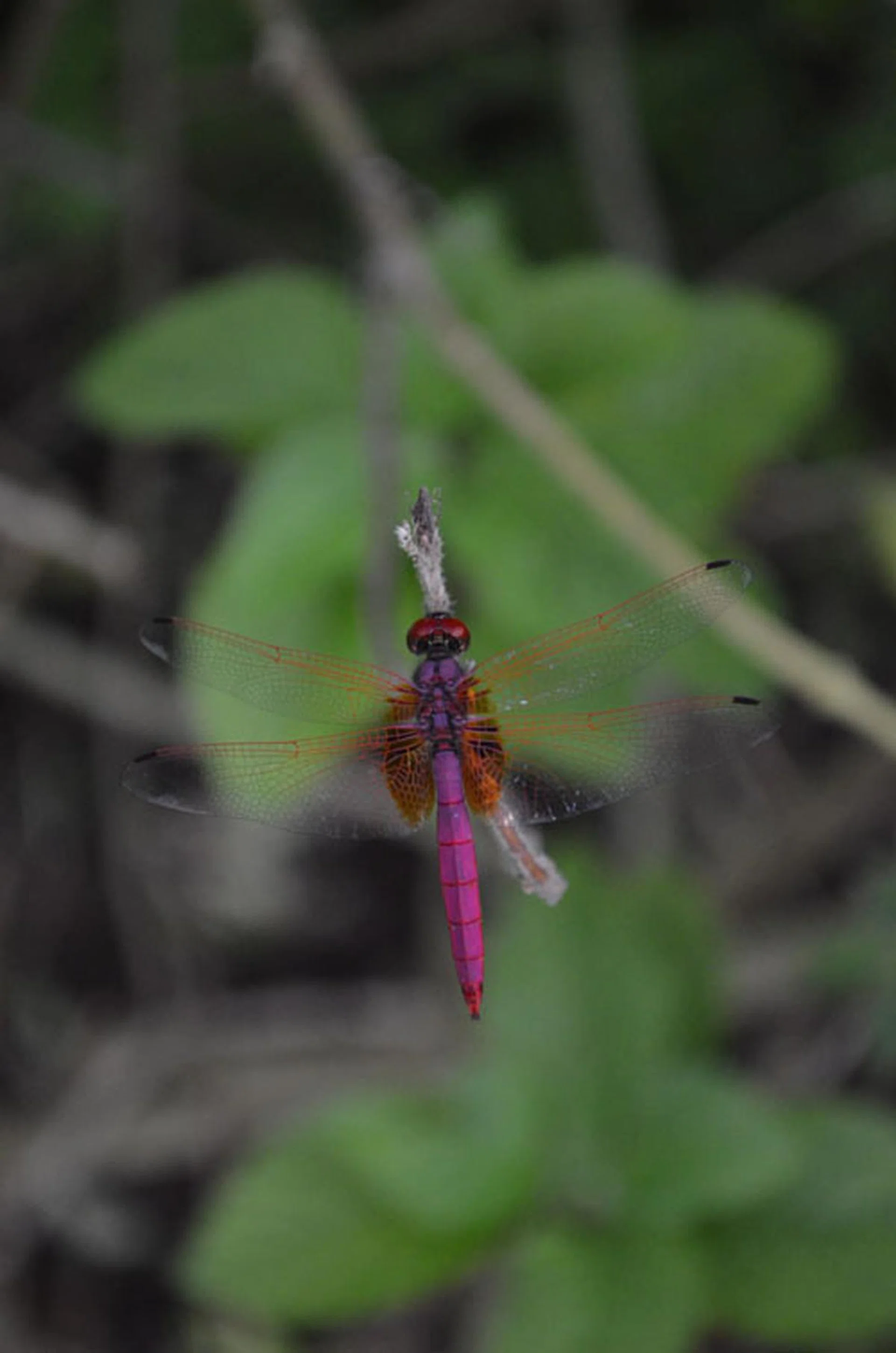 f/5.6 at 82mm, 1/60 sec, ISO2000.