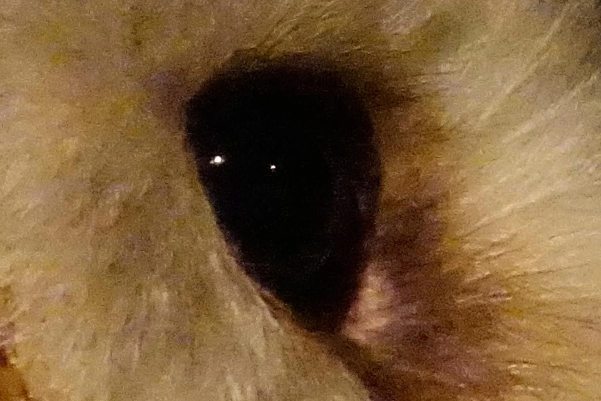 100% crop.