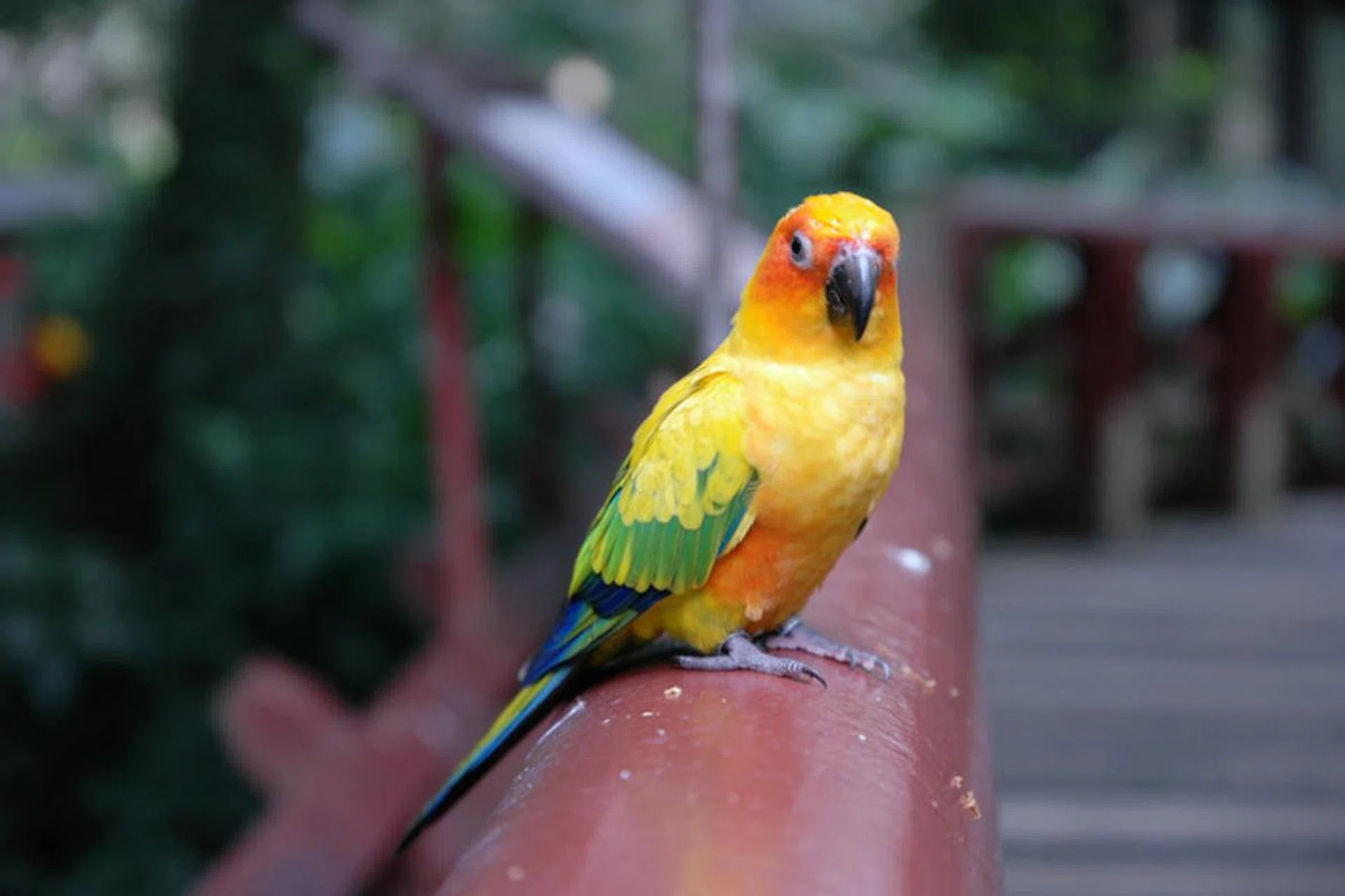 50mm at f/2.8, 1/80s, ISO 800 (NX1). Click for full-resolution image.