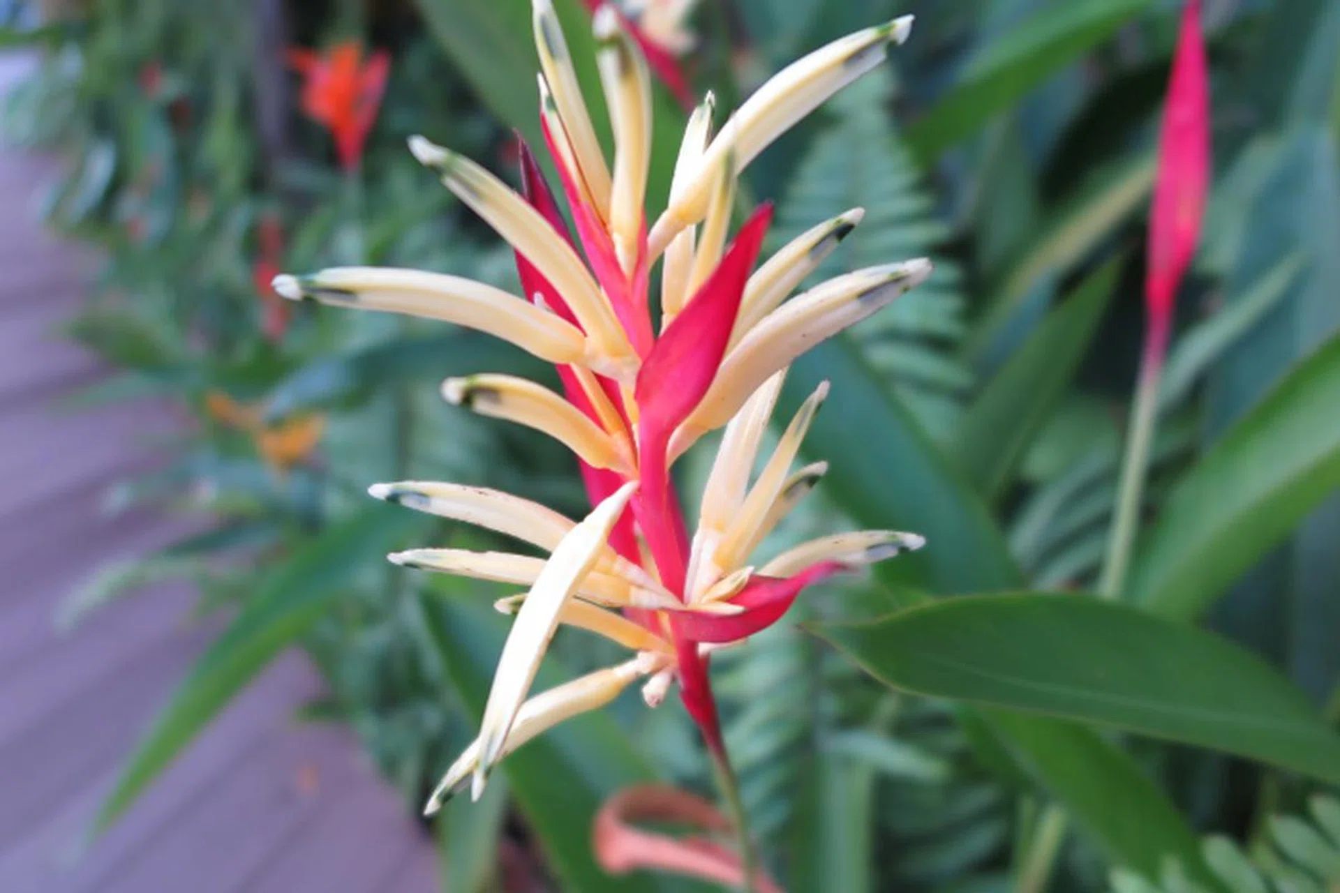 F2 at 24mm, 1/80sec, ISO100 (Macro mode)
