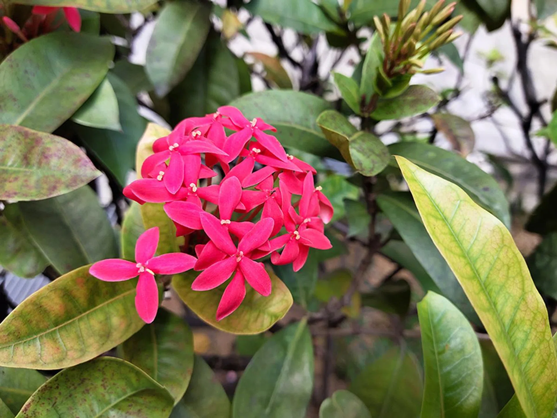 Main camera shot for reference.