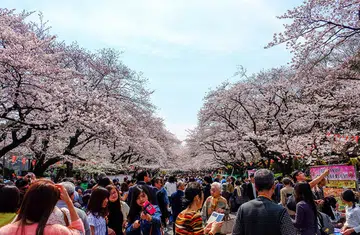The blooming of cherry blossoms marks the beginning of spring in Japan.