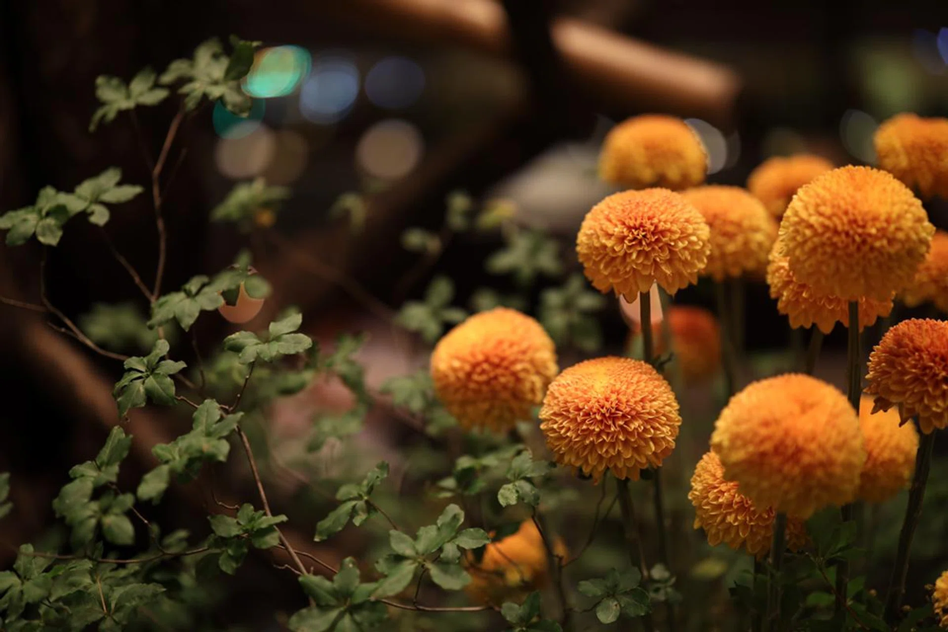 f/1.2 at 50mm, 1/60 sec, ISO 640.