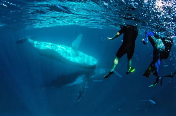 Swimming with humpback whales at Western Australia’s Ningaloo Reef