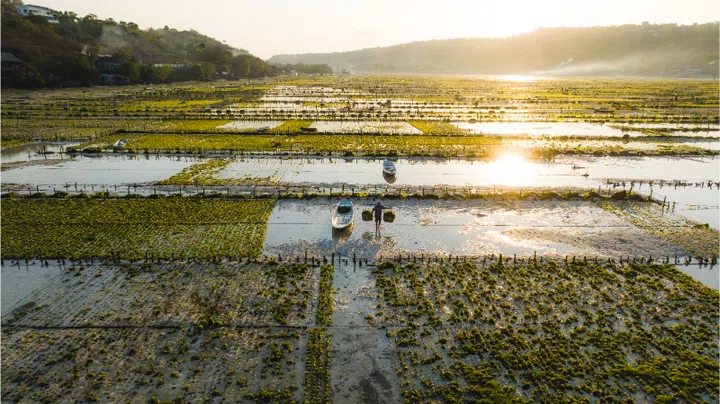 A seaweed farmer carries baskets of harvest.
