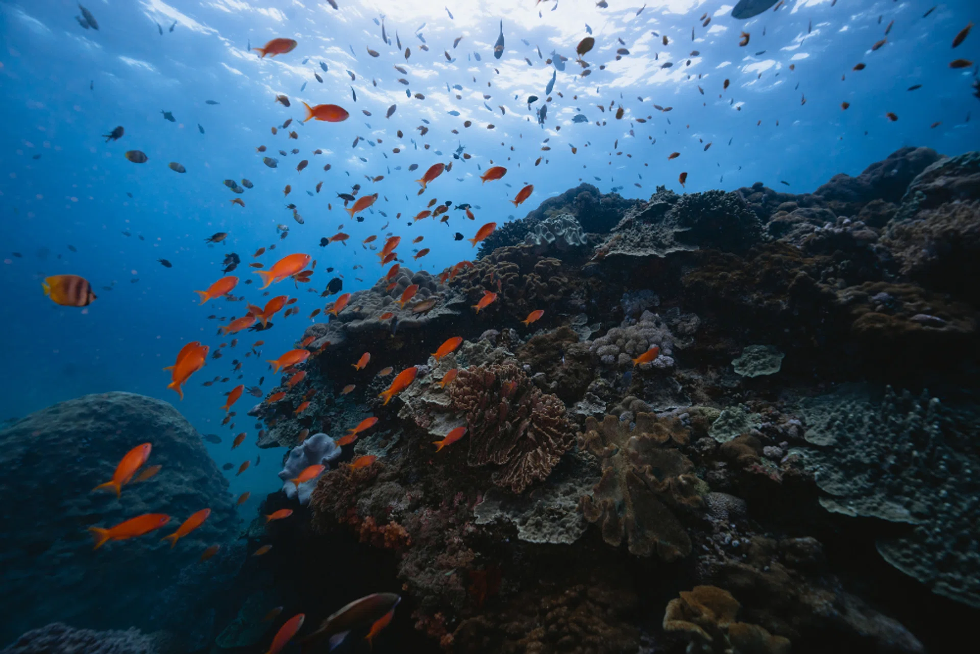 Nusa Penida Marine Protected Area