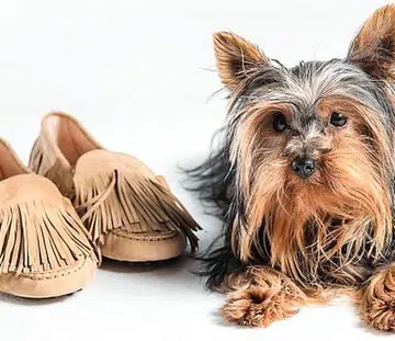 Tod's Giommino Yorky