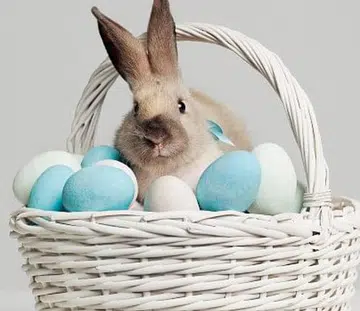 Easter Bunny And Eggs