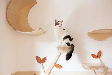 Photo: Courtesy of Shangri Paw Cat Hotel