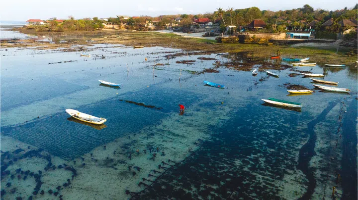 A seaweed farmer works within the Satya Posana Nusa seaweed cultivation area.