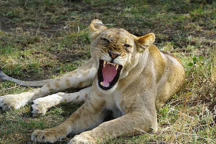 East African Safari 