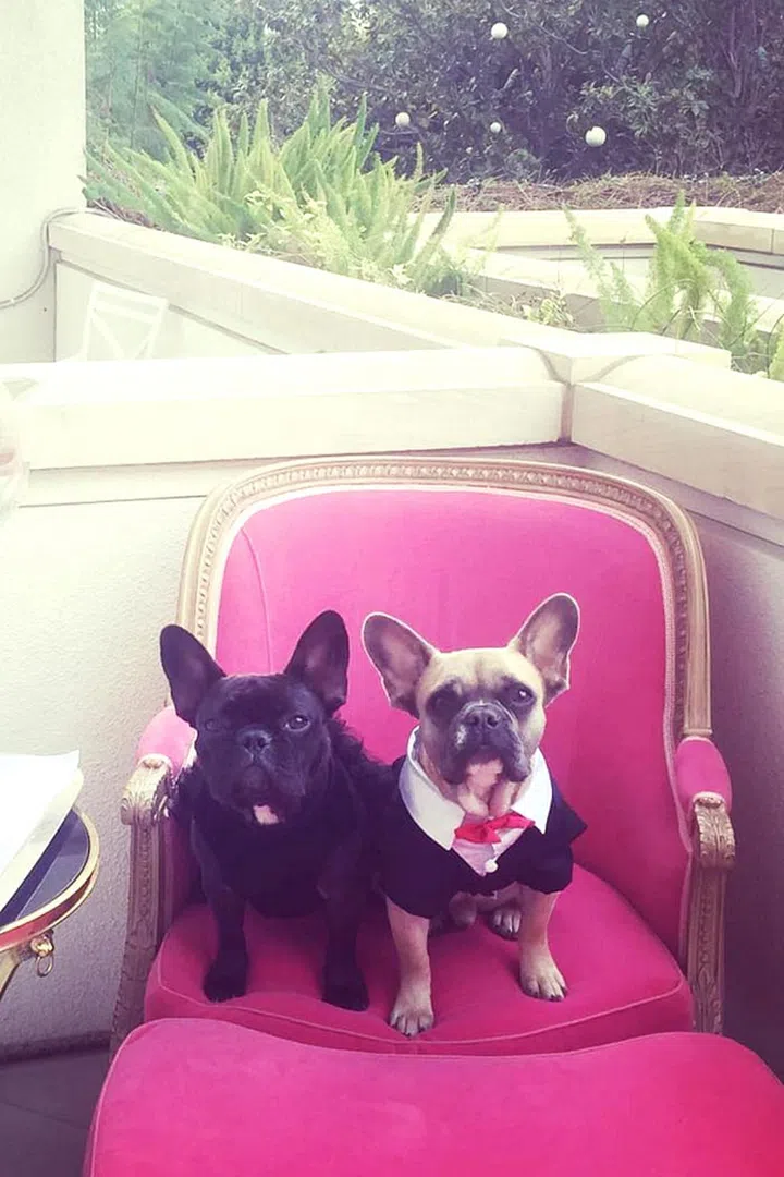 Lady Gaga and Taylor Kinney's Miss Asia and Koji are frequently decked out in jewels, traveling first class and assisting at award shows. Miss Asia, who launched her modeling career for Coach last year, is so popular that she has a personal page @missasiakinney. Photo: Instagram