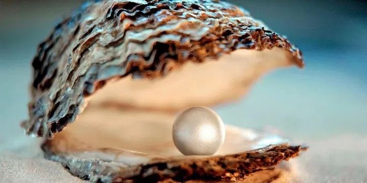 Pearls derive their iridescence not from a mineral but from an organic material called nacre; the mollusk secretes it when an irritant (usually a microscopic organism—not a sand) finds its way into the fleshy part inside the shell. Pearls emerge from those shells as finished products, requiring no cutting or shaping to bring out their radiant allure.
