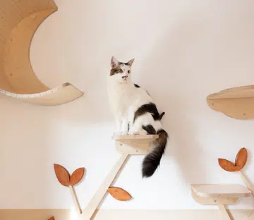 Photo: Courtesy of Shangri Paw Cat Hotel