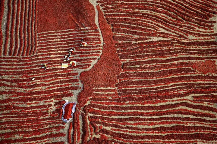 "October, the chilly harvest season, when the red chillies are mature, farmers pick them and leave them to dry in the hot sun. Once dry the chillies can easily be stored, transported and sold. This picture was taken from a unique aerial perspective, when the farmers were busy with the harvest." —Hanbin Wang