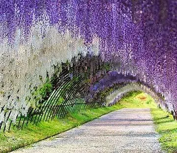Wisteria Flower Tunnel