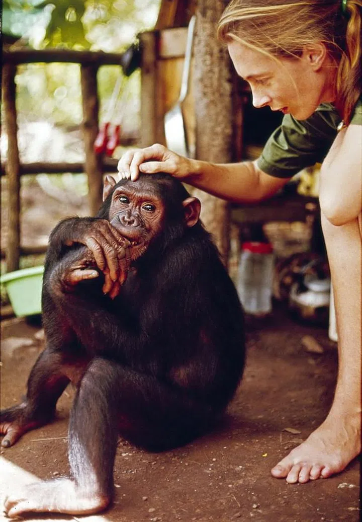 Jane Goodall Prince Harry