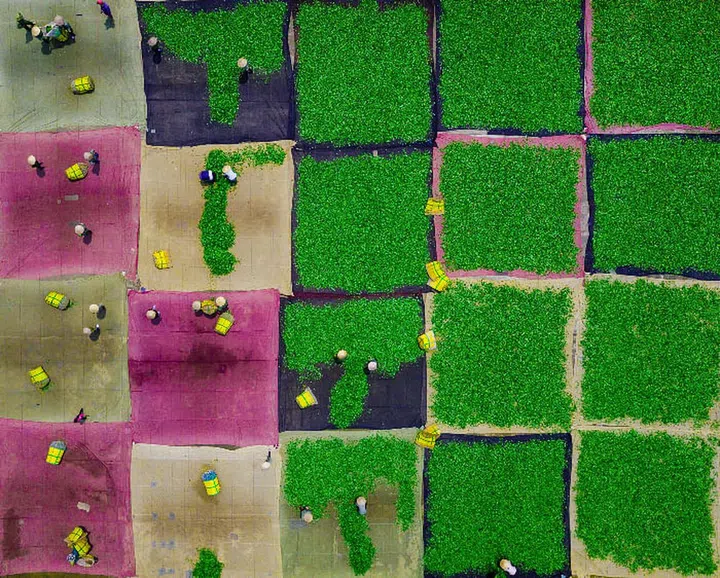 A moment captured during the first stage of oolong tea production, where workers in Moc Chau and Son La in Vietnam spread green tea leaves out to dry. 