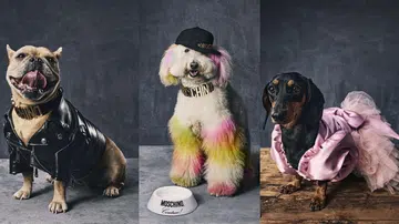 moschino-pets-jeremy-scott-2021
