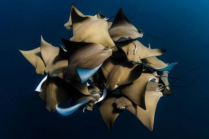 Kydd captures a rare encounter with a fever of cownose sting rays on the Ningaloo Reef, Western Australia. Kydd explains "the rays were circling and rubbing together in a behaviour that is not fully understood. " The image was taken while free-diving, and Kydd recalls it to be a "once-in-a-lifetime" encounter. 