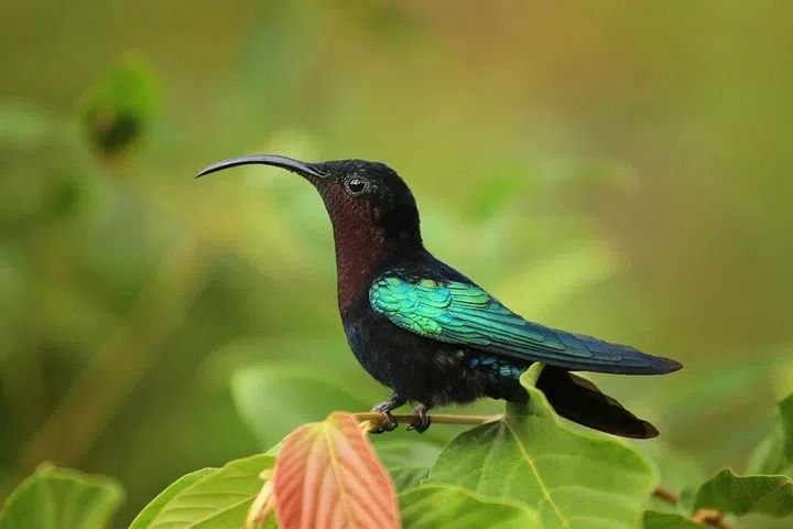 This undeveloped Caribbean island is a haven for hummingbirds and other wildlife. See it before the first holiday resorts arrive in 2018.