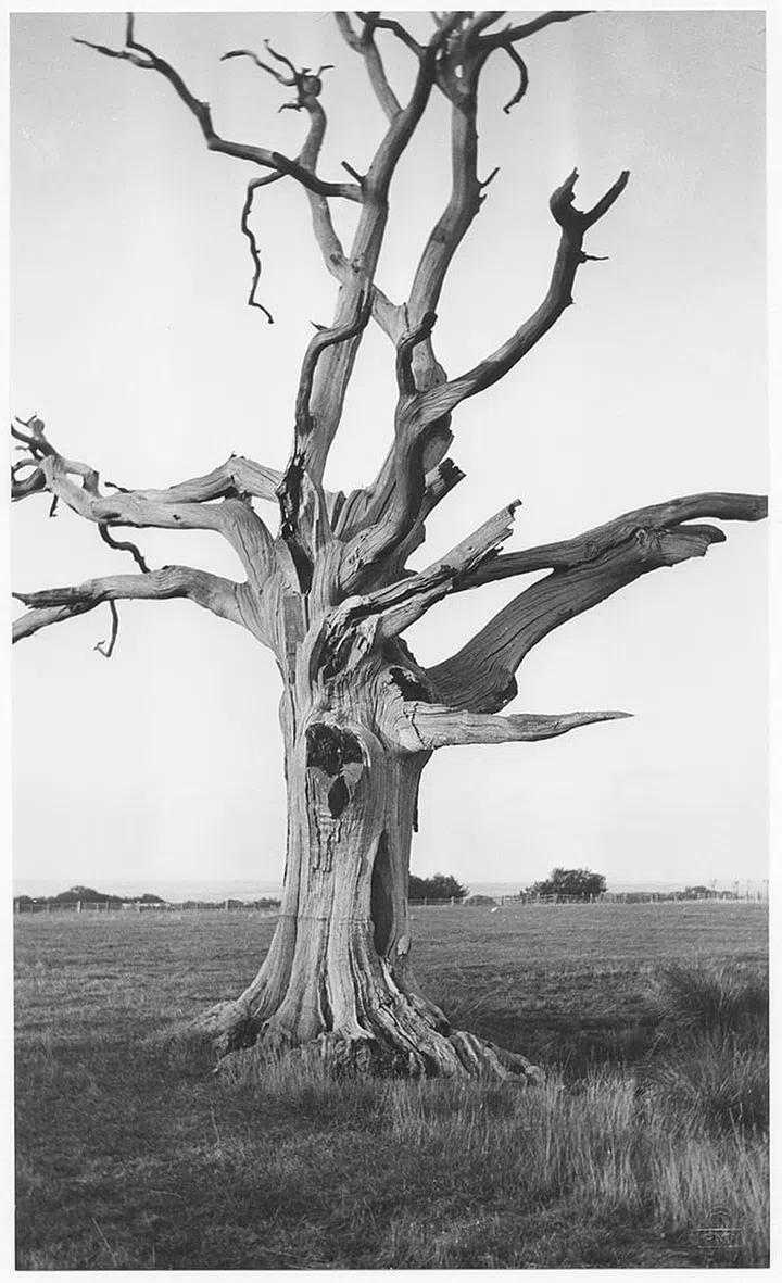 Paul Nash, 'Dead Tree, Romney Marsh'; Photo: Courtesy of LOEWE
