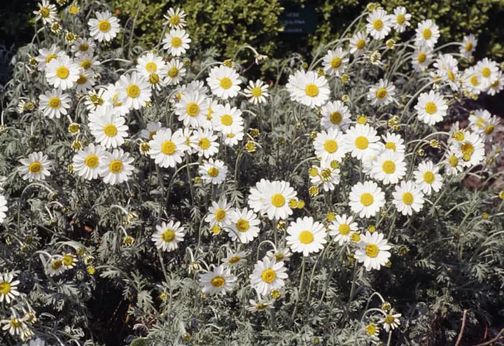 Properties: This super calming hydrosol will put skin conditions like mild psoriasis and eczema at bay. Its light fruity and floral aroma will put a smile on your face, so don’t skimp on it when you start spritzing. (Photo: Getty)