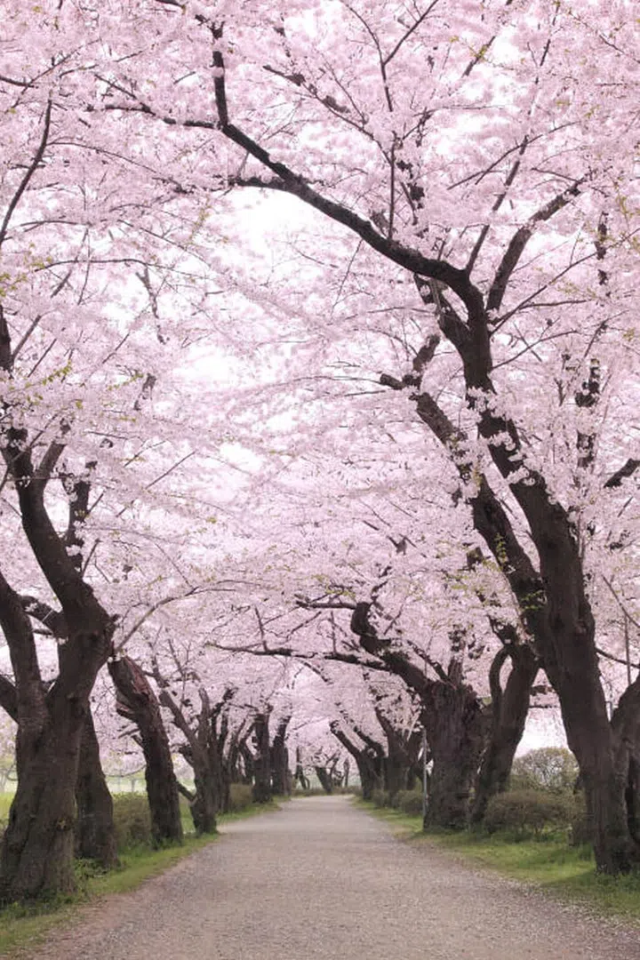 While Japan is beautiful year-round, the few weeks each spring when cherry trees across the country explode with blossoms is a particularly pretty time to visit. Photo: Getty

