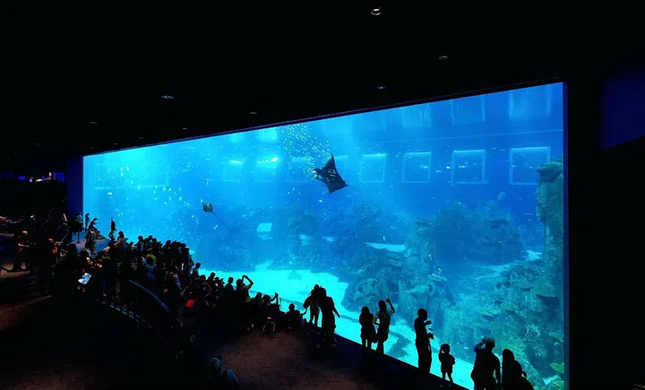 Photo: Courtesy of S.E.A Aquarium via Facebook