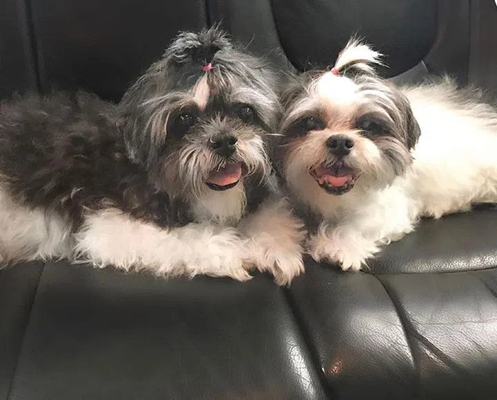 shih tzu