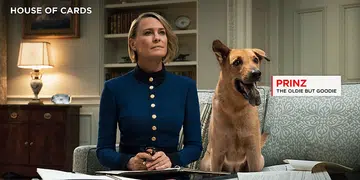 Netflix Singapore Save Our Street Dogs Singapore SOSD Adoption Drive