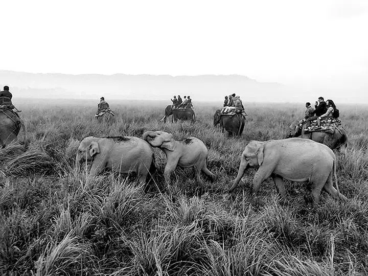 Elephant safari at Karizanga National Park. Photo: Mayresh Hendre