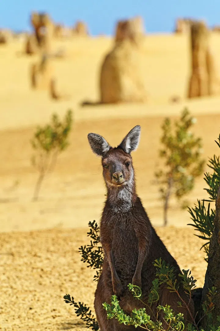 The chances of spotting a kangaroo on highways
en route to the South West are high.