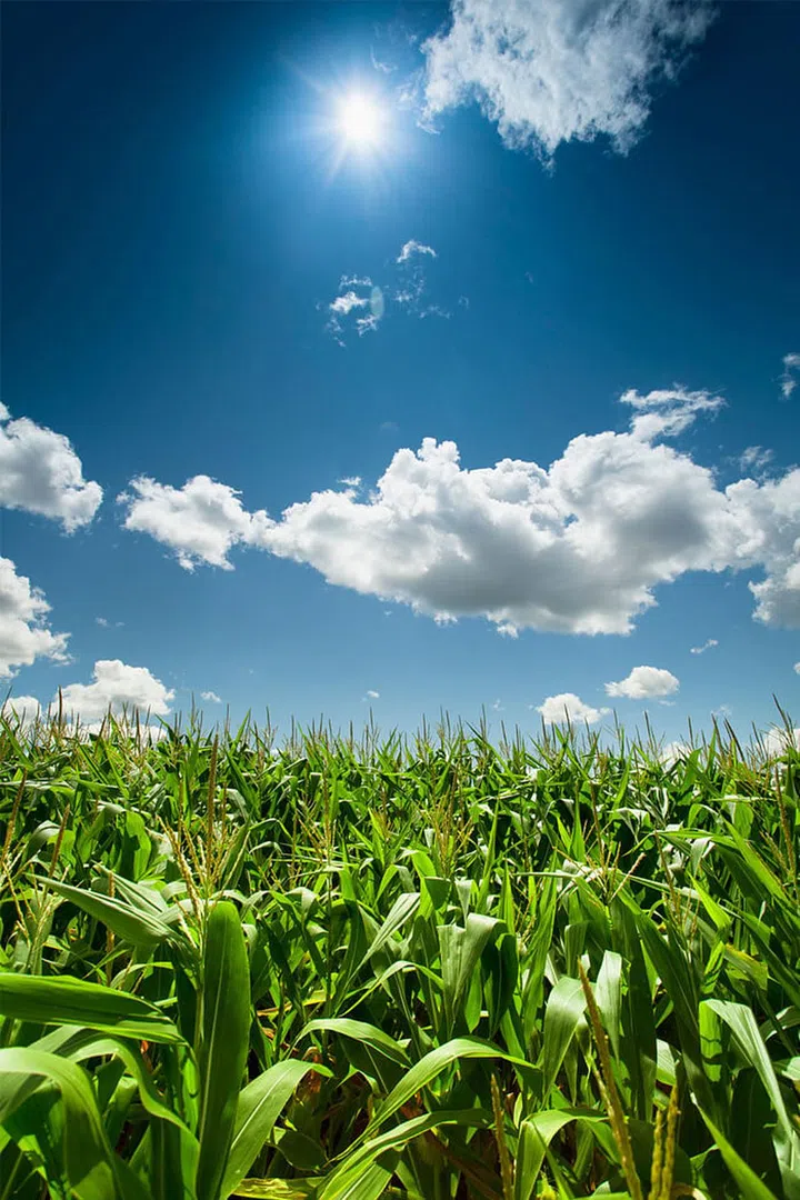 One of the biggest battles in the food and health space right now is the controversy surrounding genetically modified organisms (GMOs). While there is a scientific consensus that GMO foods are safe, the public at large still isn't convinced. But regulations on U.S. farmers is getting stricter, and the debate over labeling GMO and non-GMO food is growing more tense.