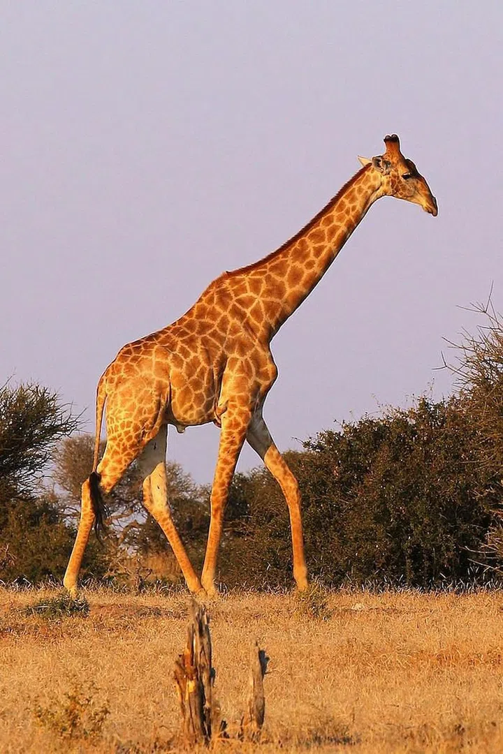 We're none the wiser as to what has prompted so many to search for Halloween giraffe costumes, but they have been. Photo: Getty 