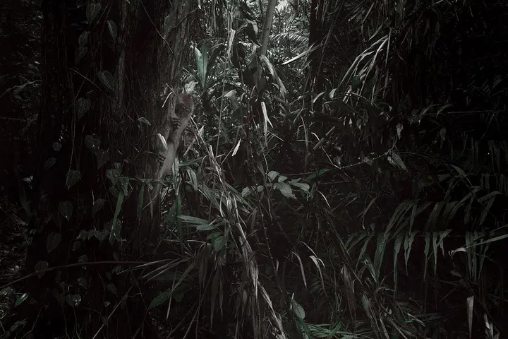 “Monkeys disappeared from the Botanic Gardens at the turn of the ’80s. Nobody really remembers how they disappeared.”
