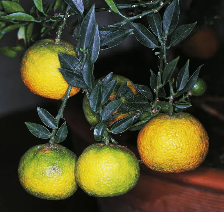 Both energizing and relaxing at the same time, the alluringly medicinal scent of bergamot will keep you alert sans anxiety as the days of the week go by. (Photo: Getty)