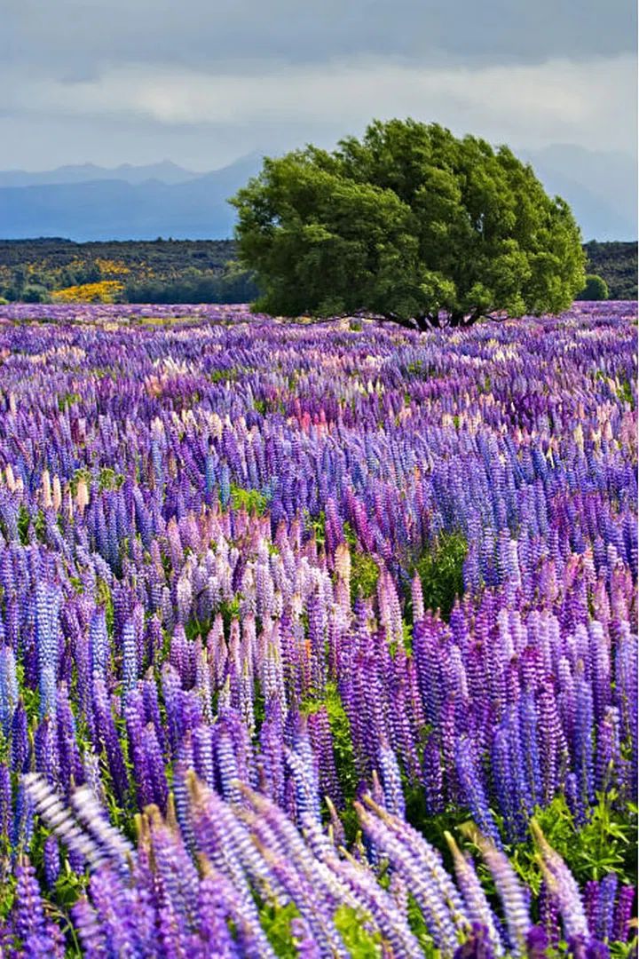 Each year starting in the end of November and peaking in early December, fields of bright purple Russell Lupins bloom across New Zealand's South Island. One of the most beautiful spots to go Lupin-spotting is in Fiordland National Park, home to the equally gorgeous Milford Sound.
Photo: Getty/Rolf Hicker